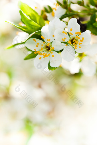 树上白色的小花摄影图