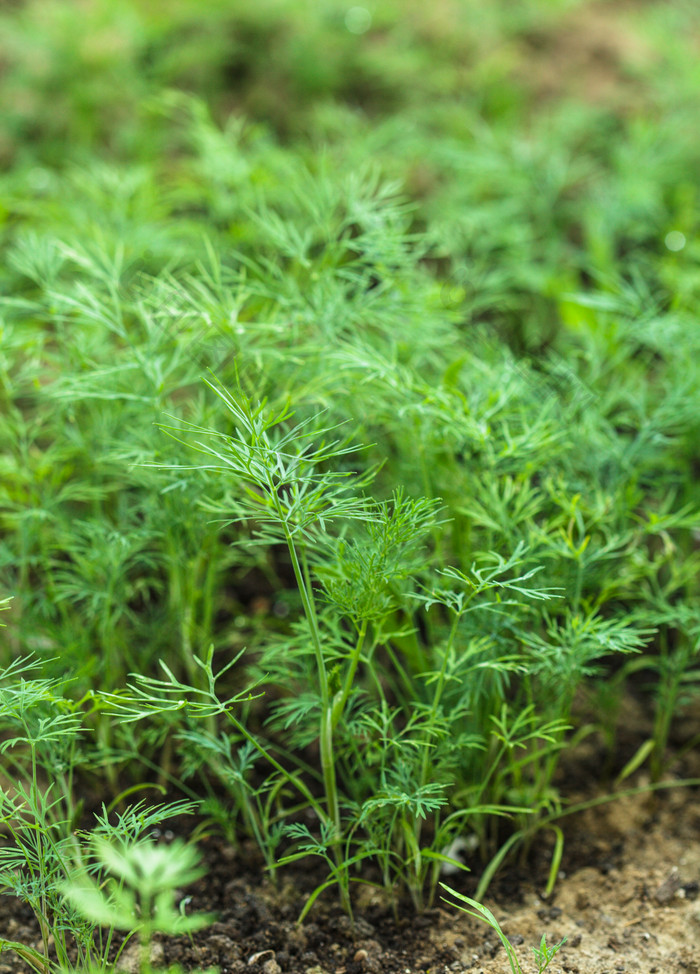 绿色莳萝植物摄影图