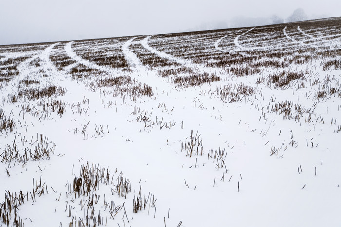 冬天田地里的白雪