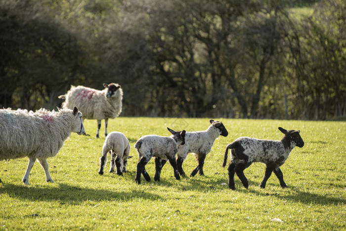 草原上的羊群摄影图