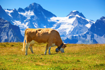 唯美山中的牛摄影图