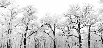 简约冬天树林摄影图