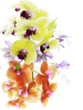 彩色兰花花卉摄影图