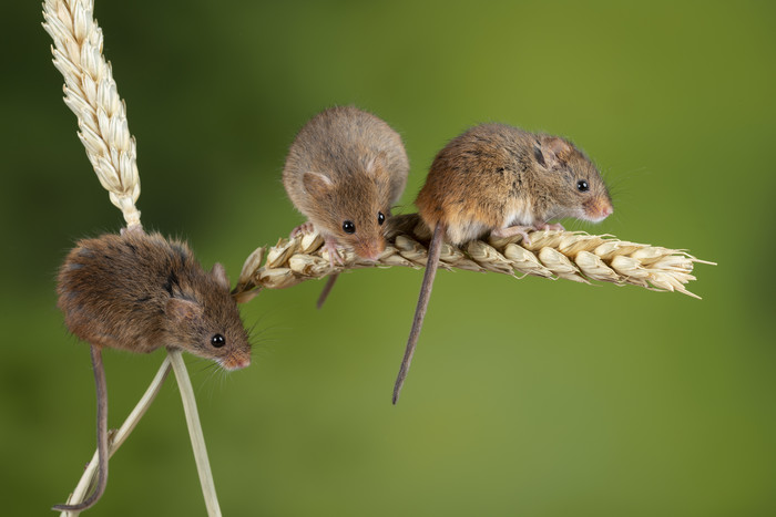 麦穗上的三只老鼠