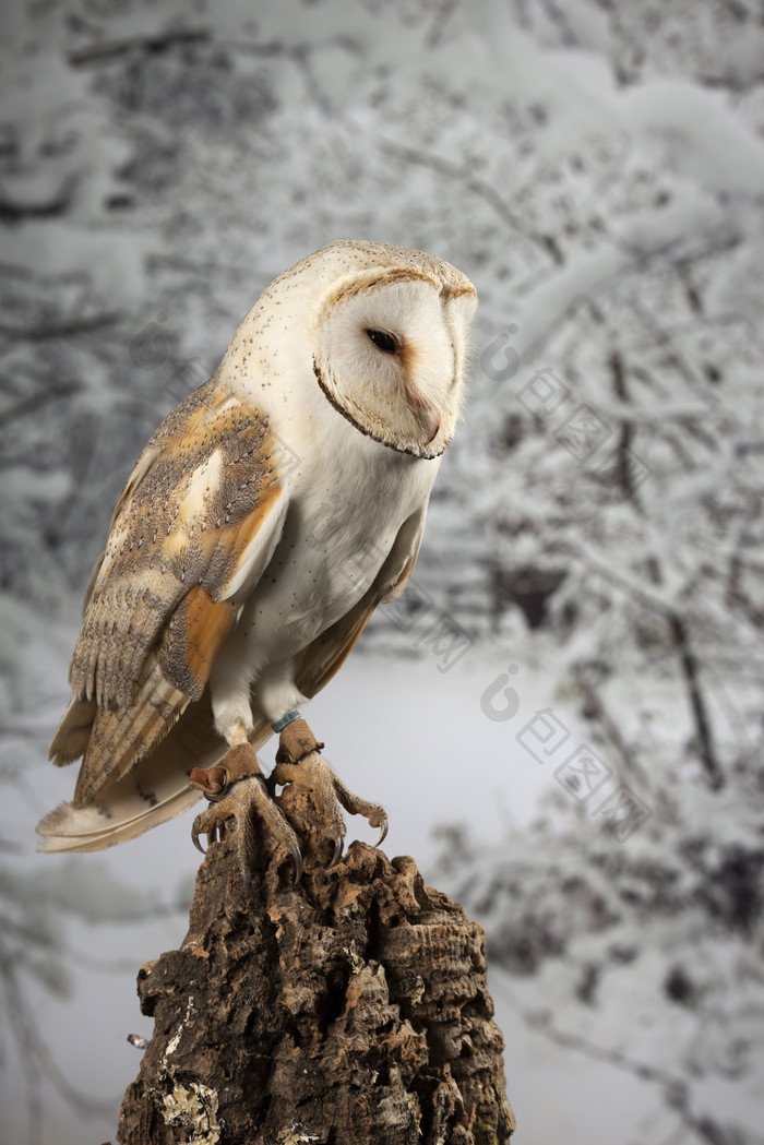 冬天栖息在木桩上的猫头鹰