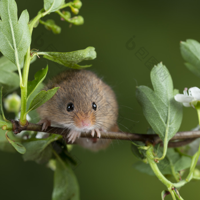 树枝花枝上的小老鼠