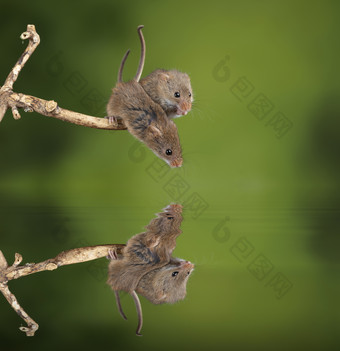 玩耍的小老鼠摄影图