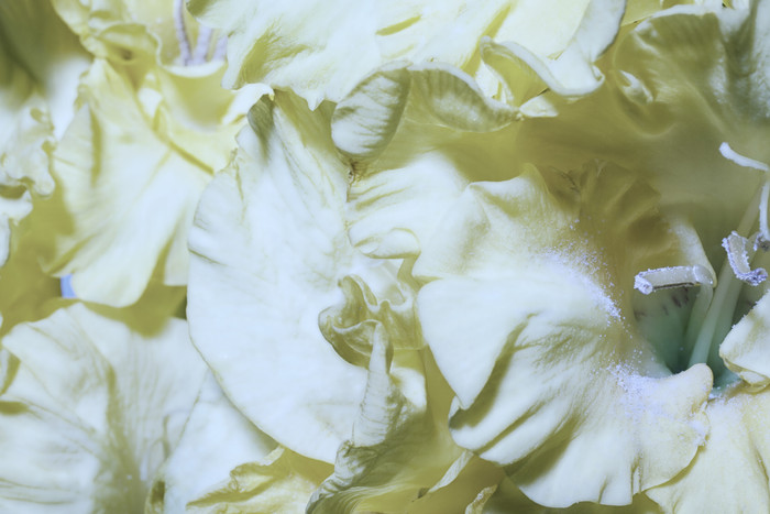 白色花瓣花卉摄影图