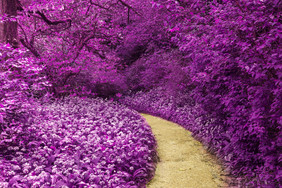 紫的森林