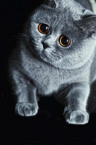 暗色调可爱的小猫咪摄影图