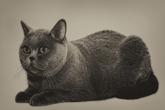 暗色调灰猫摄影图