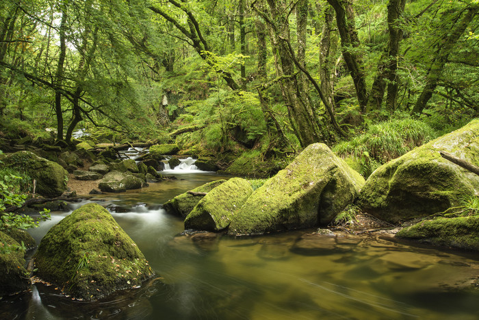 绿色调漂亮的林中小溪摄影图