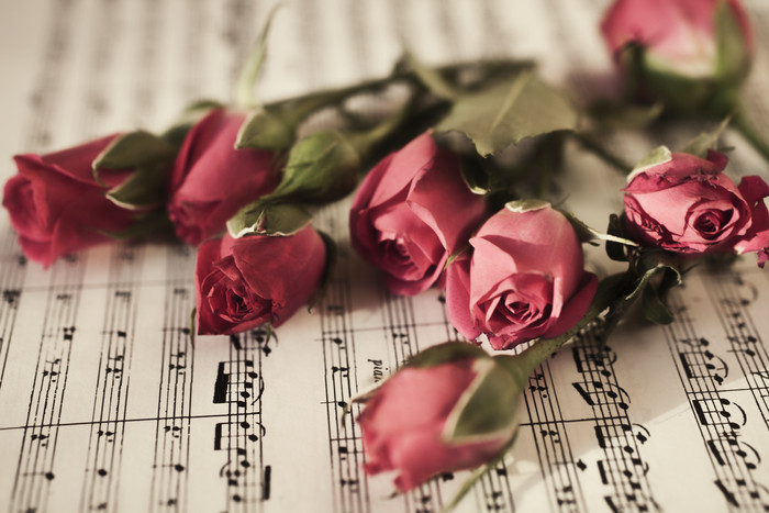 简约乐谱上的红玫瑰摄影图