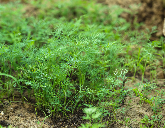 新鲜莳萝植物摄影图