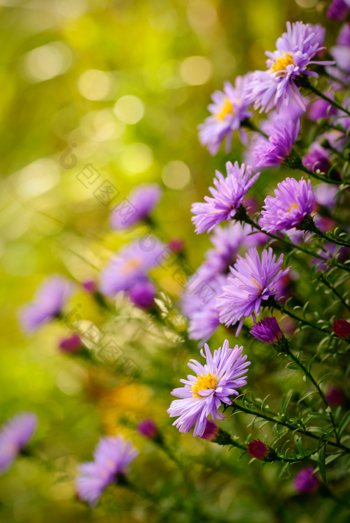 紫色雏菊花卉摄影图