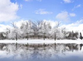 清新冬天的树林摄影图