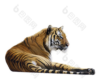 简约风一只趴着的老虎摄影图