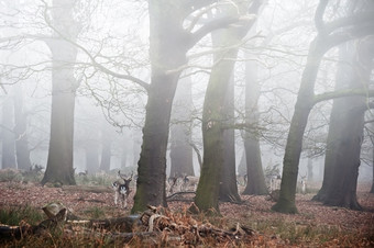 深色调雾中的树林摄影图