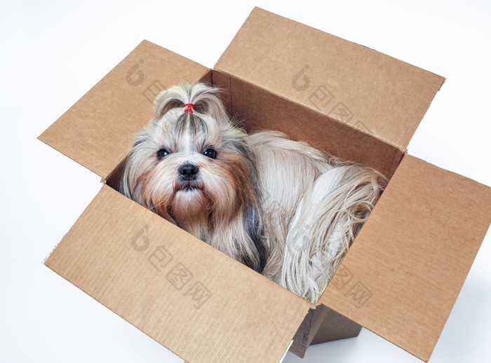 简约箱子的狗摄影图