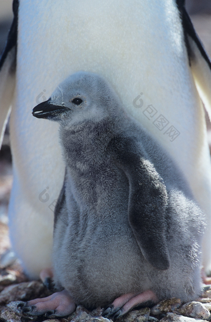 灰色企鹅幼崽摄影图