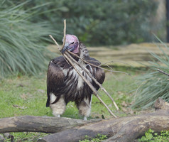 深色调叼树枝的秃鹰摄影图