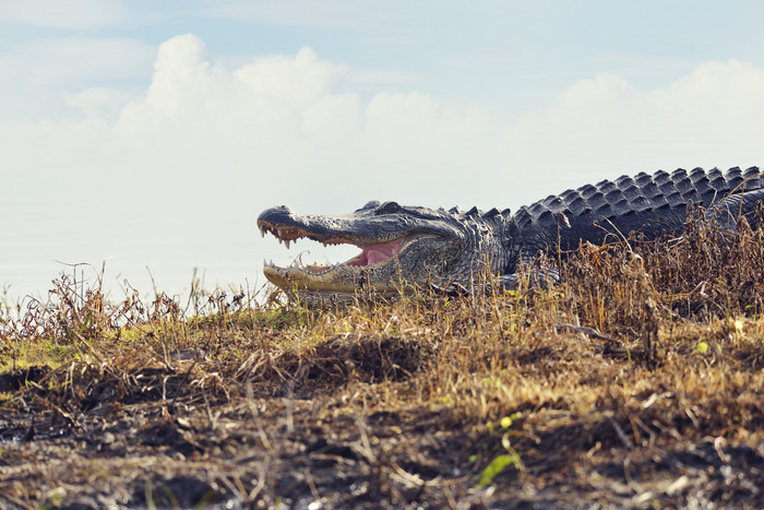 深色调草地中的大鳄鱼摄影图