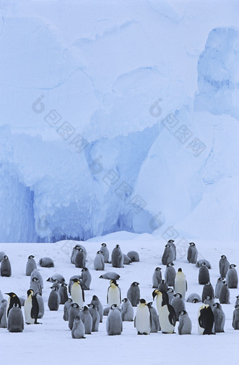 南极动物企鹅摄影图