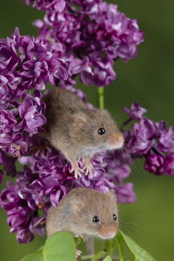 <strong>紫色花</strong>朵中的小老鼠