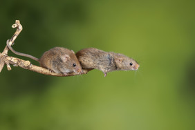两只幼小的小老鼠