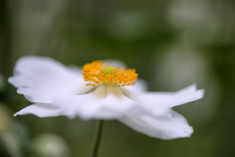 海葵水仙花花卉花状<strong>装饰</strong>