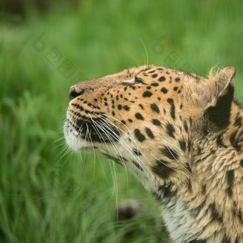 野生动物豹子摄影图
