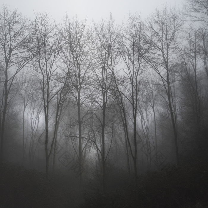 阴霾中的树林摄影图