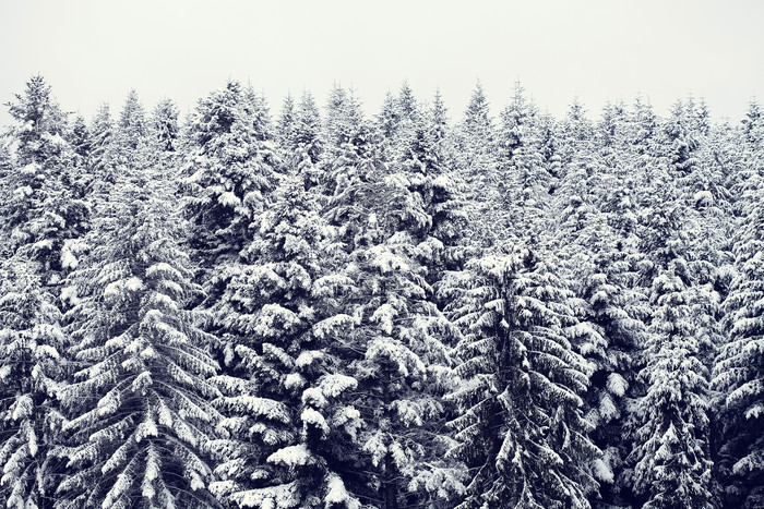 冬季下过雪的松树林摄影图