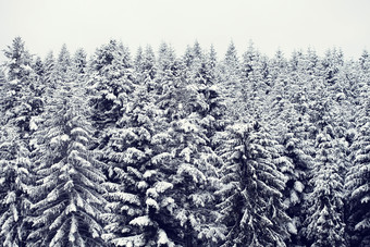冬季下过雪<strong>的</strong>松树林摄影图