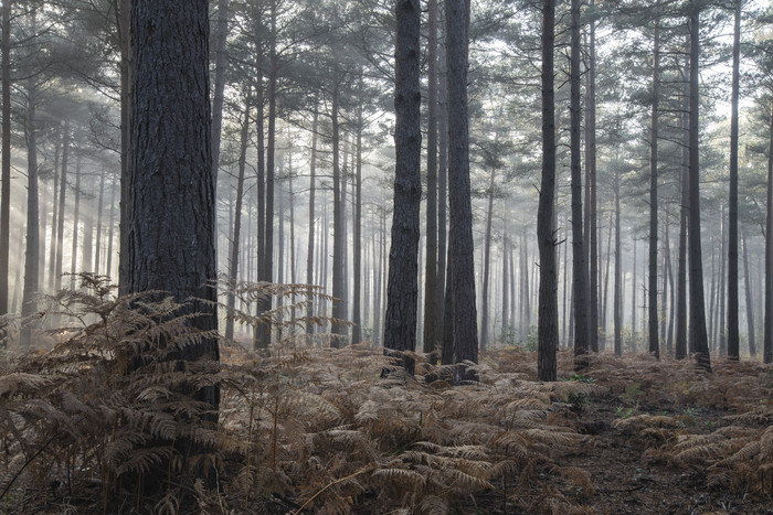 秋季昏暗森林摄影图
