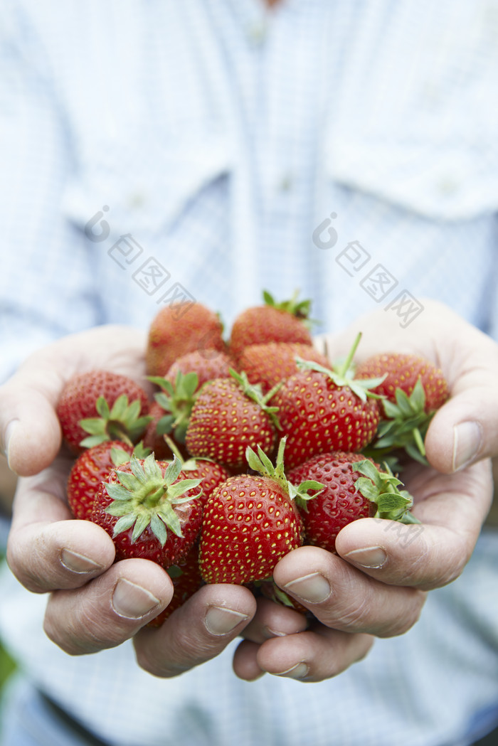蓝色调采摘的草莓摄影图