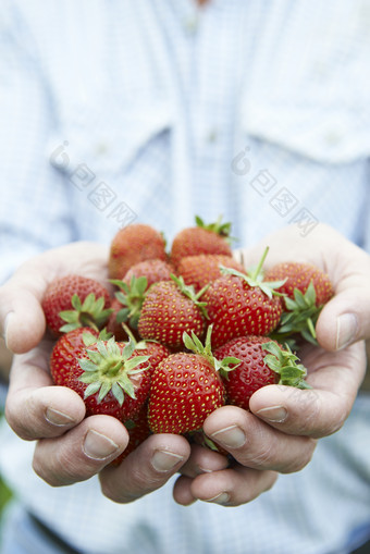 蓝色调采摘的草莓摄影图