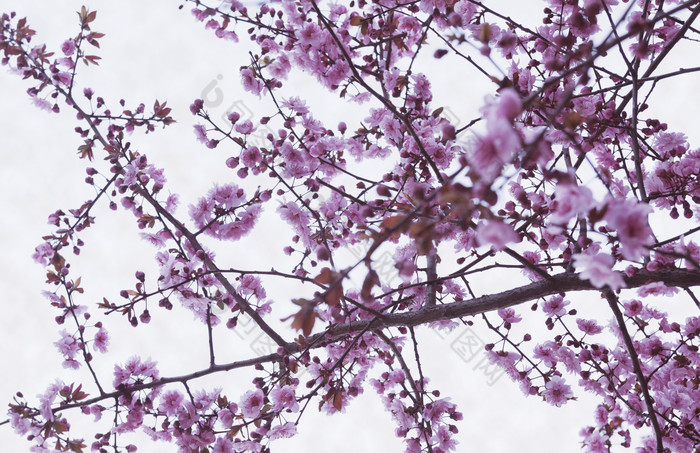 清新枝头的紫色花朵摄影图