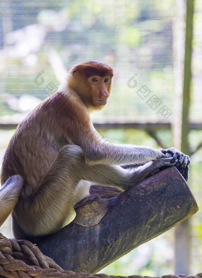 木桩上的猴子摄影图