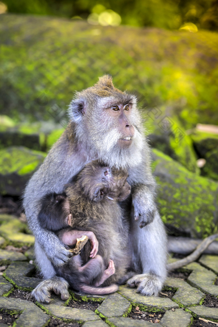 吃母乳的小猴子婴儿