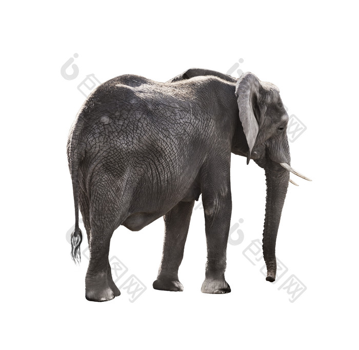 简约行走的大象摄影图