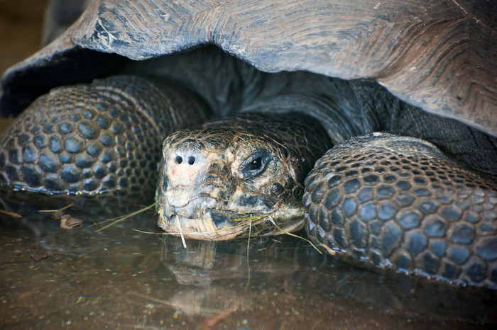 加拉帕戈斯群岛乌龟兽牲畜