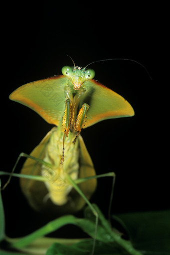 绿色昆虫螳螂摄影图