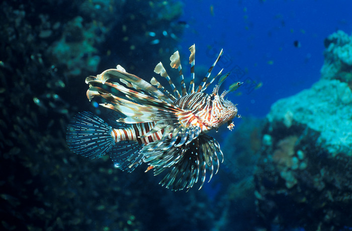 大海深處的獅子魚