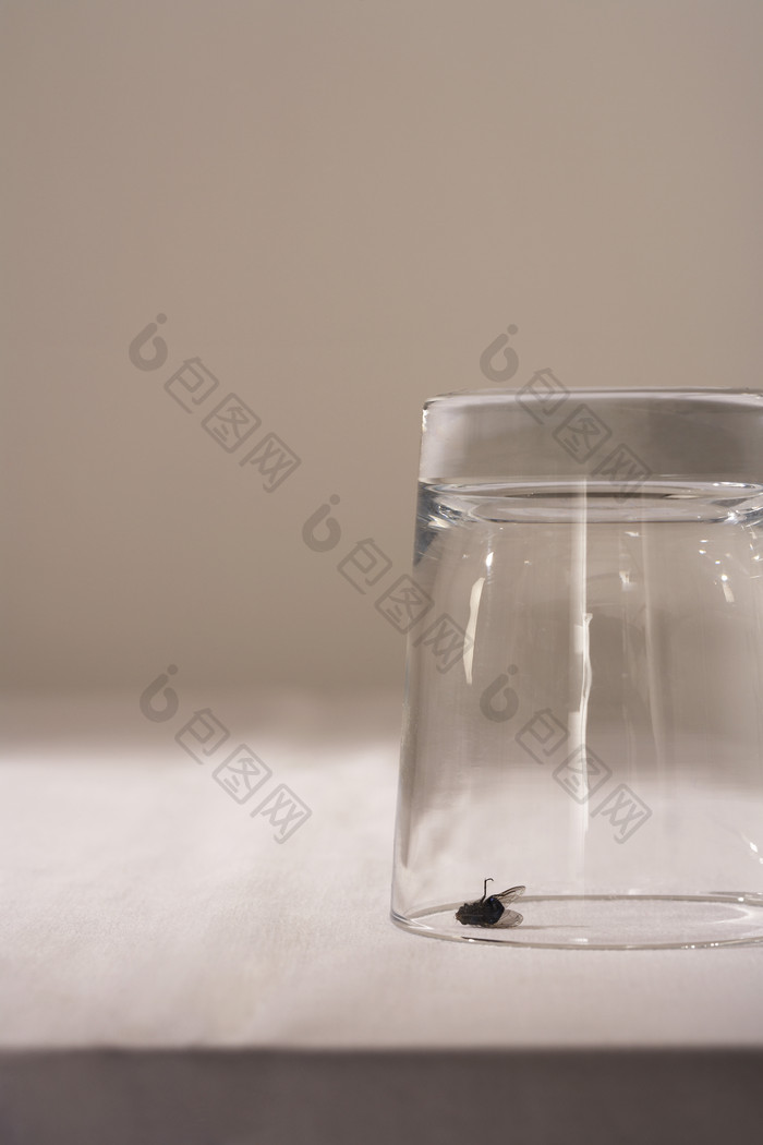 苍蝇和透明的杯子素材