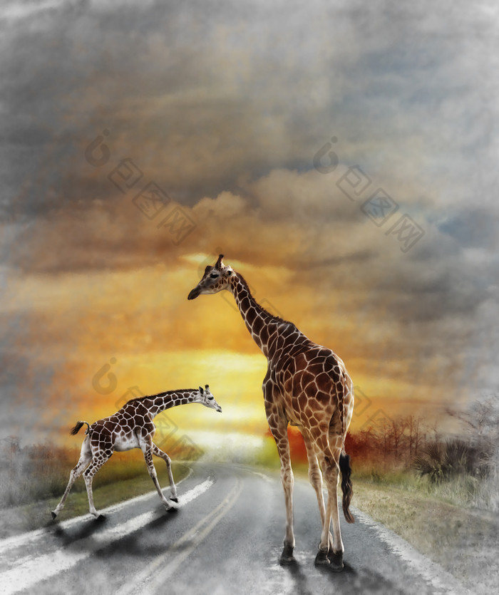 公路上的长颈鹿摄影图