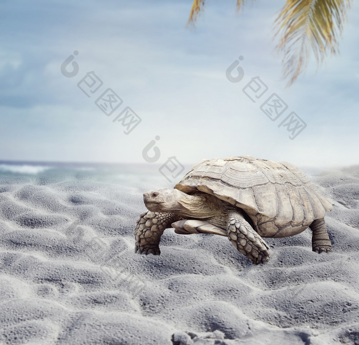 沙滩上的乌龟摄影图