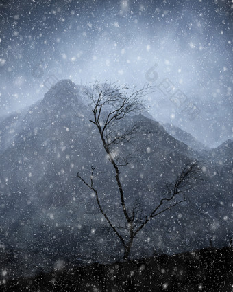 雪景中的枯木摄影图