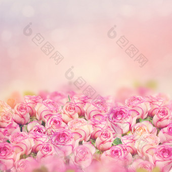 粉色花中的蝴蝶摄影图