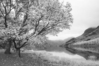 湖边的花树摄影图